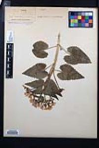 Lunaria annua image