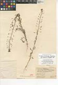 Descurainia pinnata subsp. brachycarpa image