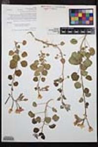 Chylismia cardiophylla image