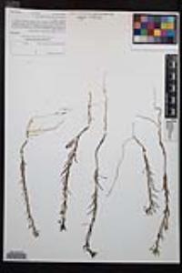 Camissonia strigulosa image