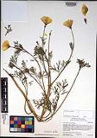 Eschscholzia californica image