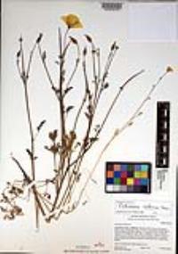 Eschscholzia californica image