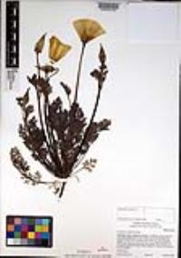 Eschscholzia californica image