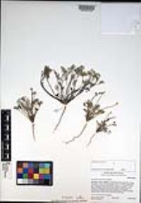 Eschscholzia minutiflora image
