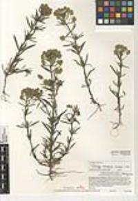 Plantago arenaria image