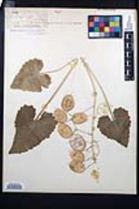 Lunaria annua image