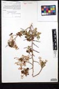 Ceanothus leucodermis image