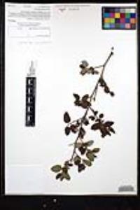 Ceanothus oliganthus var. orcuttii image