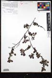 Ceanothus tomentosus var. olivaceus image