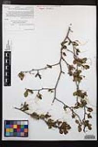 Cercocarpus minutiflorus image