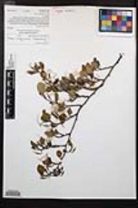 Cercocarpus montanus image