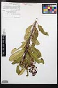 Heteromeles arbutifolia image