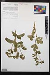 Drymocallis glandulosa var. glandulosa image