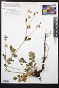 Drymocallis glandulosa var. reflexa image