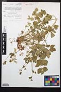 Drymocallis glandulosa var. reflexa image