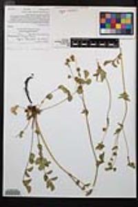 Drymocallis glandulosa var. reflexa image
