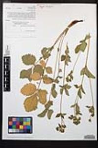 Drymocallis glandulosa var. reflexa image