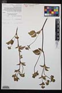 Drymocallis glandulosa var. reflexa image