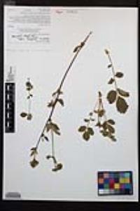 Drymocallis glandulosa var. reflexa image