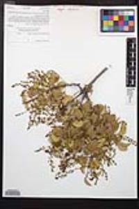Prunus ilicifolia subsp. ilicifolia image