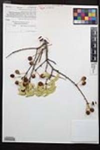 Prunus ilicifolia subsp. ilicifolia image