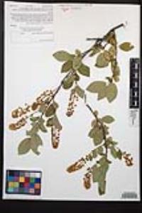 Prunus virginiana var. demissa image