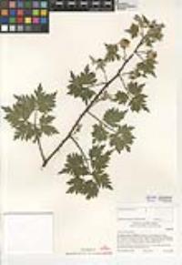 Rubus laciniatus image