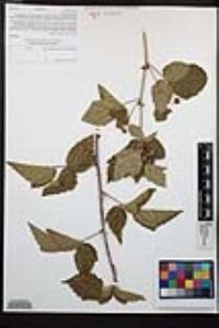 Rubus ursinus image