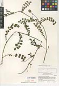Poterium sanguisorba image