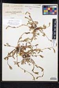 Plagiobothrys collinus var. californicus image