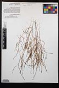 Gayophytum diffusum image