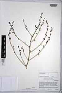 Chlorogalum parviflorum image