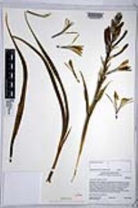 Hesperocallis undulata image