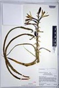 Hesperocallis undulata image