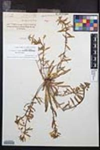 Camissoniopsis bistorta image