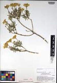 Ericameria linearifolia image