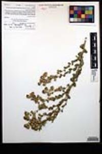 Hazardia squarrosa var. grindelioides image