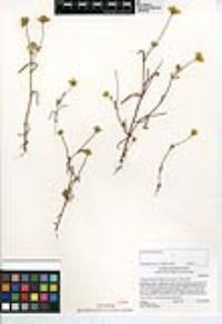 Lasthenia glabrata subsp. coulteri image