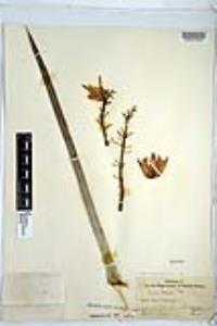 Hesperoyucca whipplei image