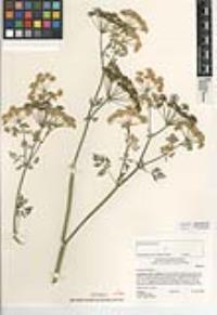 Conium maculatum image