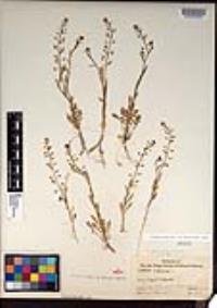 Lepidium virginicum subsp. menziesii image