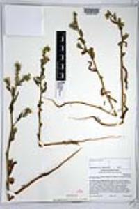 Amsinckia intermedia image