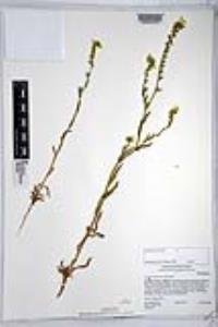 Amsinckia intermedia image
