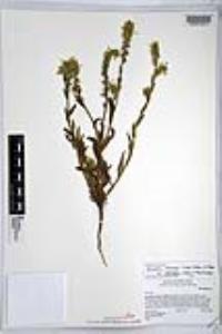Amsinckia intermedia image