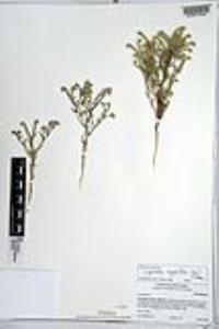 Johnstonella angustifolia image