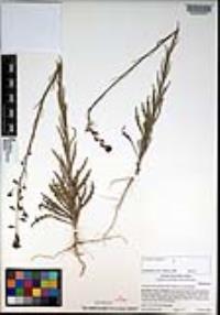 Caulanthus heterophyllus var. heterophyllus image