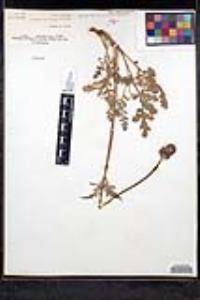 Salvia columbariae image