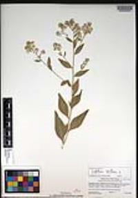 Lepidium latifolium image