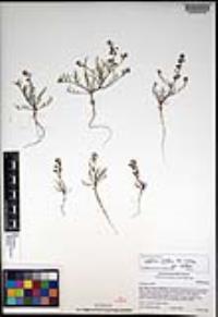 Lepidium nitidum image