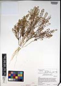 Lepidium virginicum var. robinsonii image